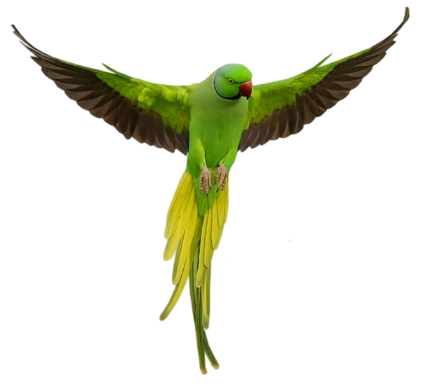 Asset Distributors Parrot Food & Hagen Tropical Bird Feed